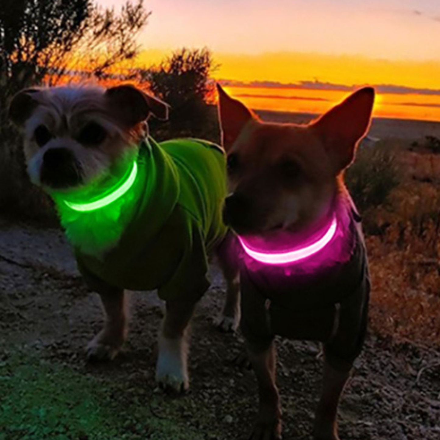 GlowPup™